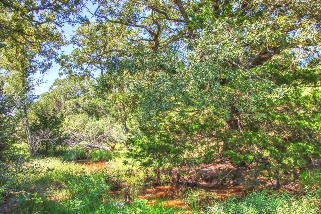 a view of a tree in a garden