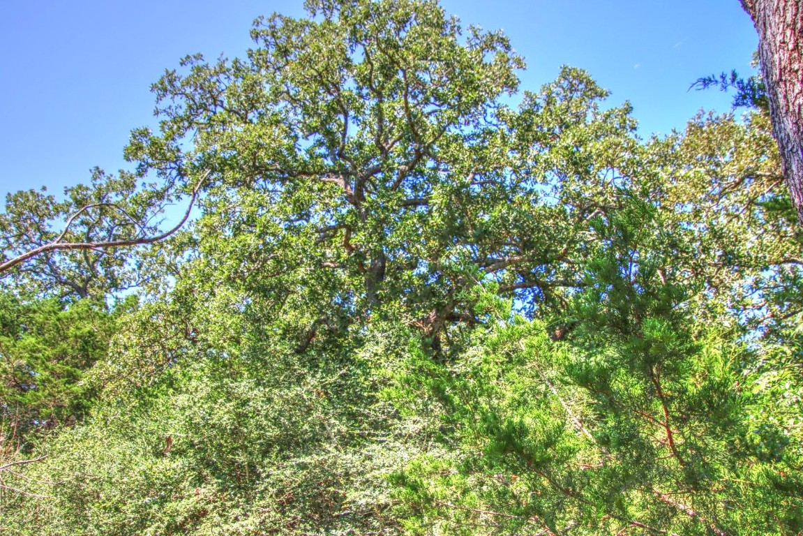 0 Hellinger Road Flatonia, TX 78941 - Photo 8 of 8 a view of a tree