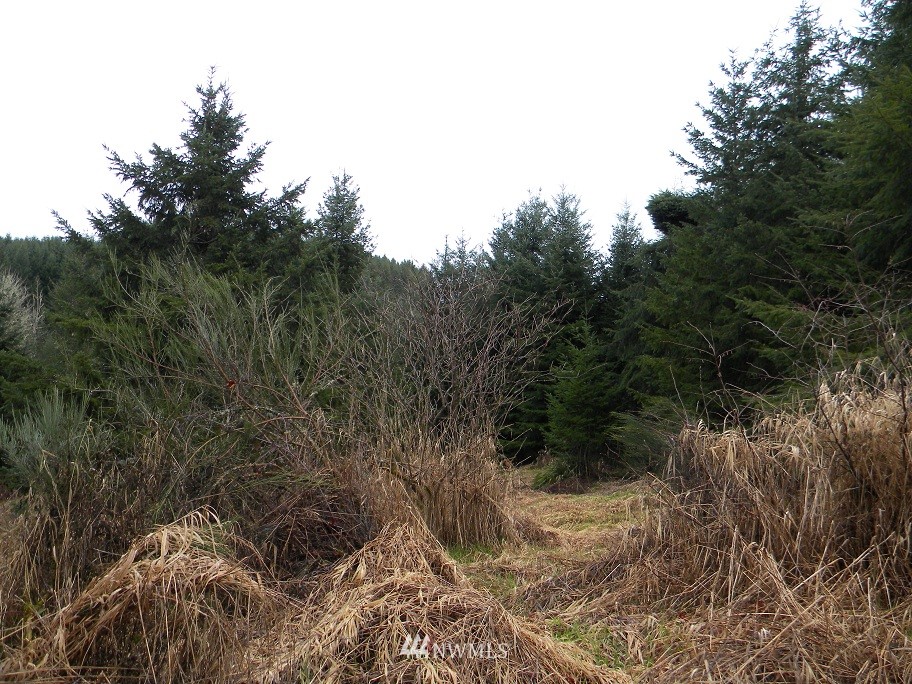 2 Kahout Road Curtis, WA 98538 - Photo 3 of 6