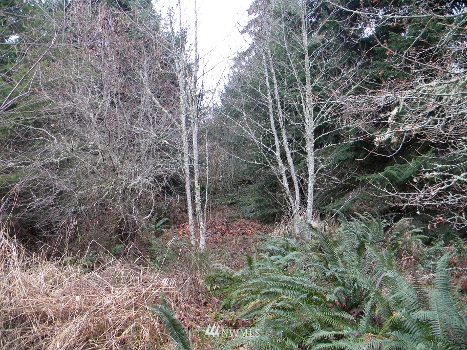 2 Kahout Road Curtis, WA 98538 - Photo 4 of 6