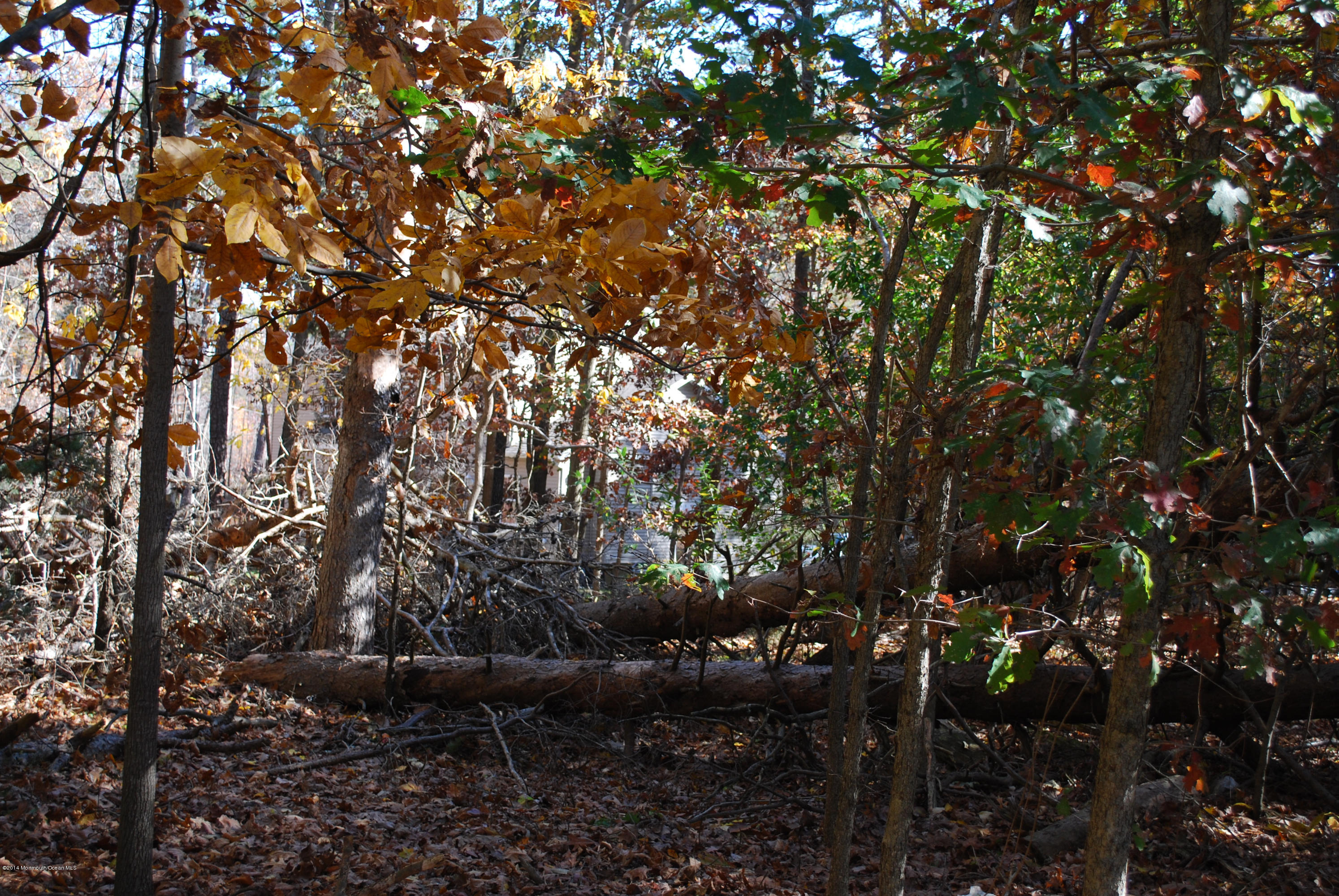 442 Freehold Road Jackson, NJ 08527 - Photo 2 of 3 a view of tree