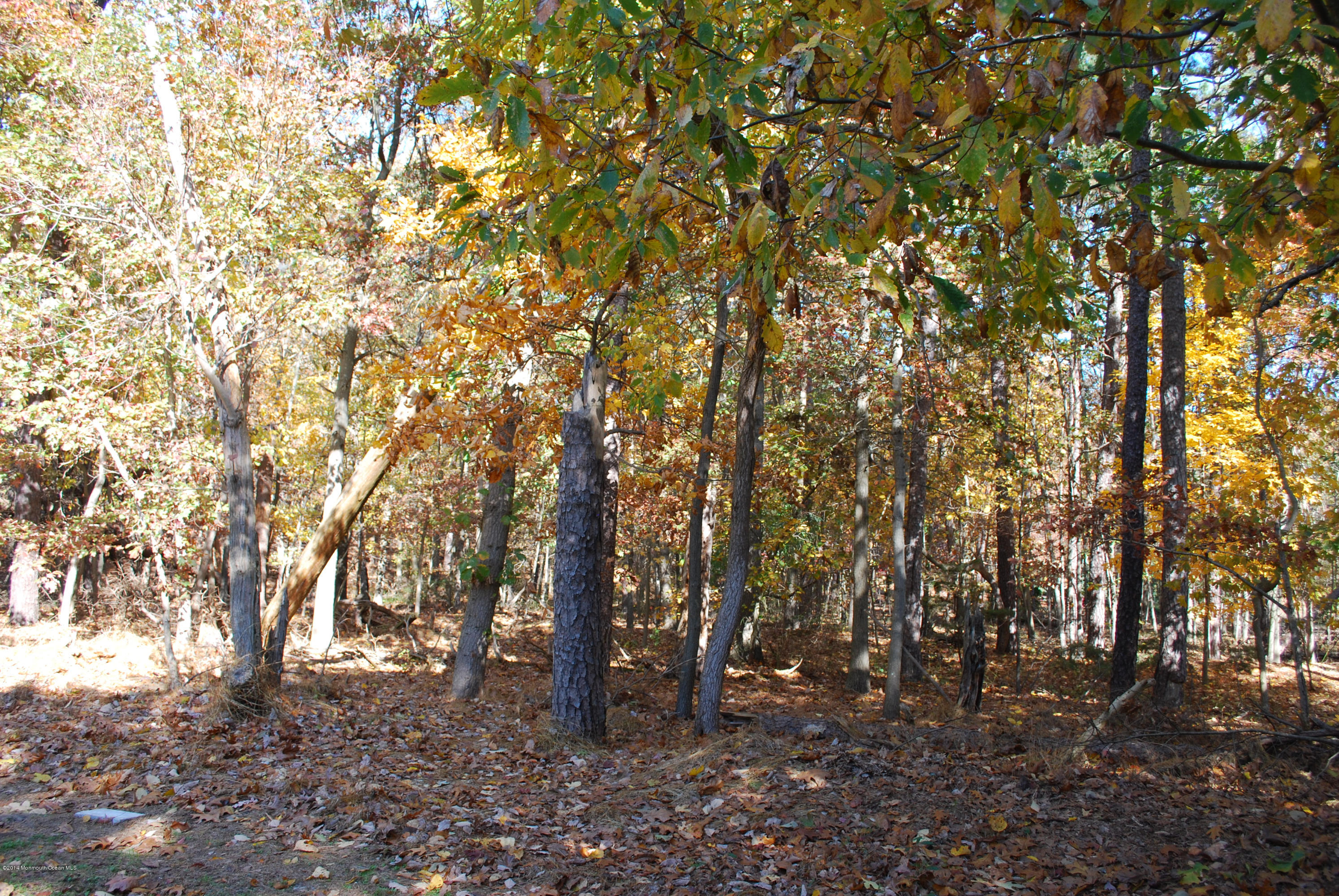 442 Freehold Road Jackson, NJ 08527 - Photo 3 of 3 a backyard of a house with lots of trees