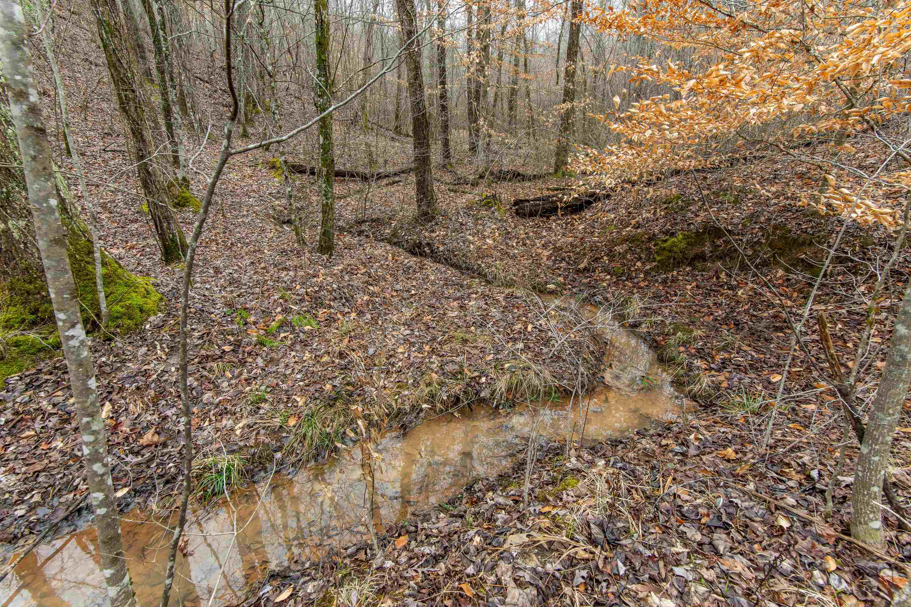2040 Liberty Road Morris Chapel, TN 38361 - Photo 27 of 40 a view of a yard with lots of bushes