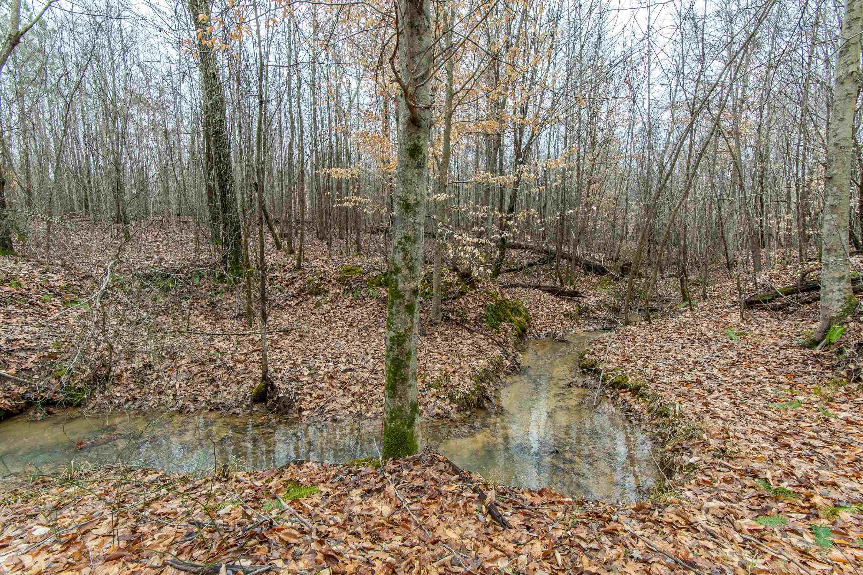 2040 Liberty Road Morris Chapel, TN 38361 - Photo 28 of 40 a view of a pathway of a yard