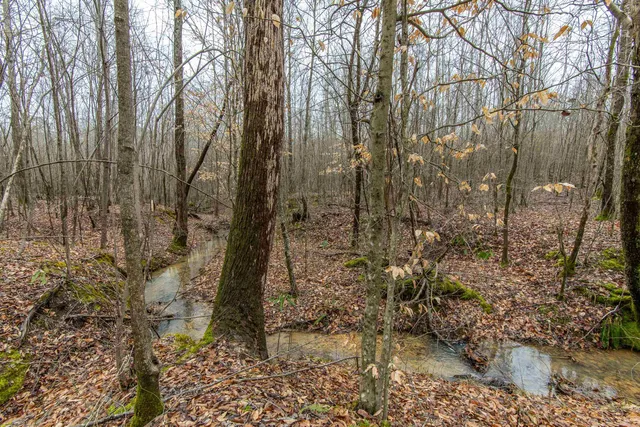 a view of a yard with plants and trees