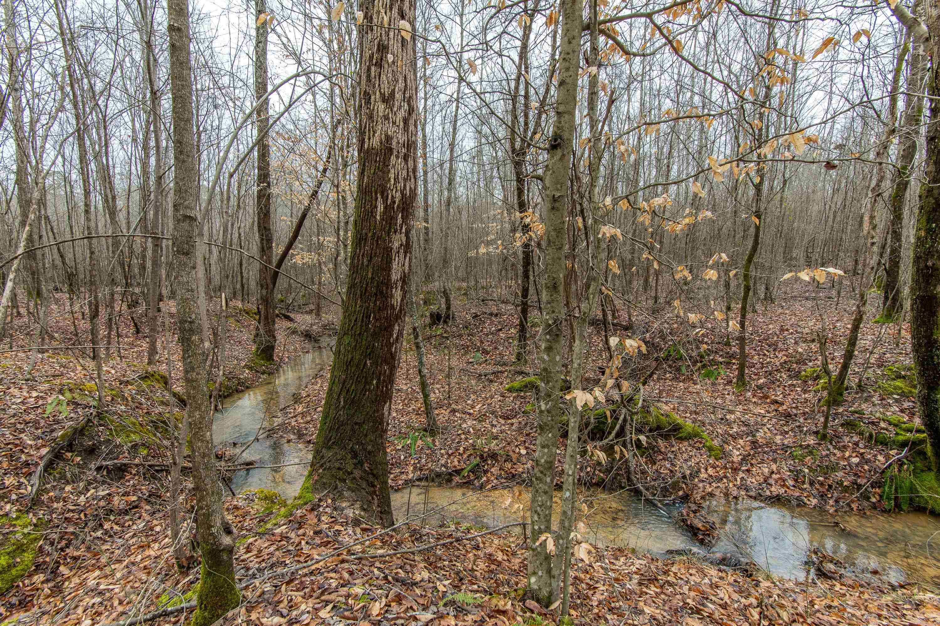 2040 Liberty Road Morris Chapel, TN 38361 - Photo 29 of 40 a view of a yard