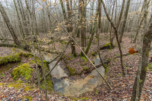 a view of a backyard with large trees
