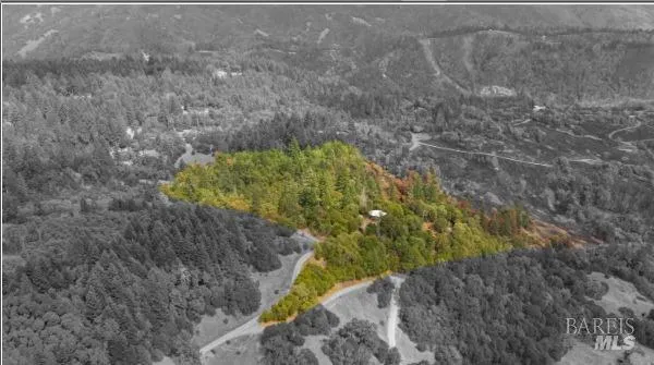 a view of a plant in a yard