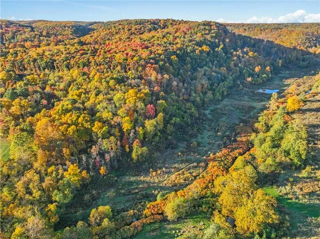 a view of a forest with mountains in the background
