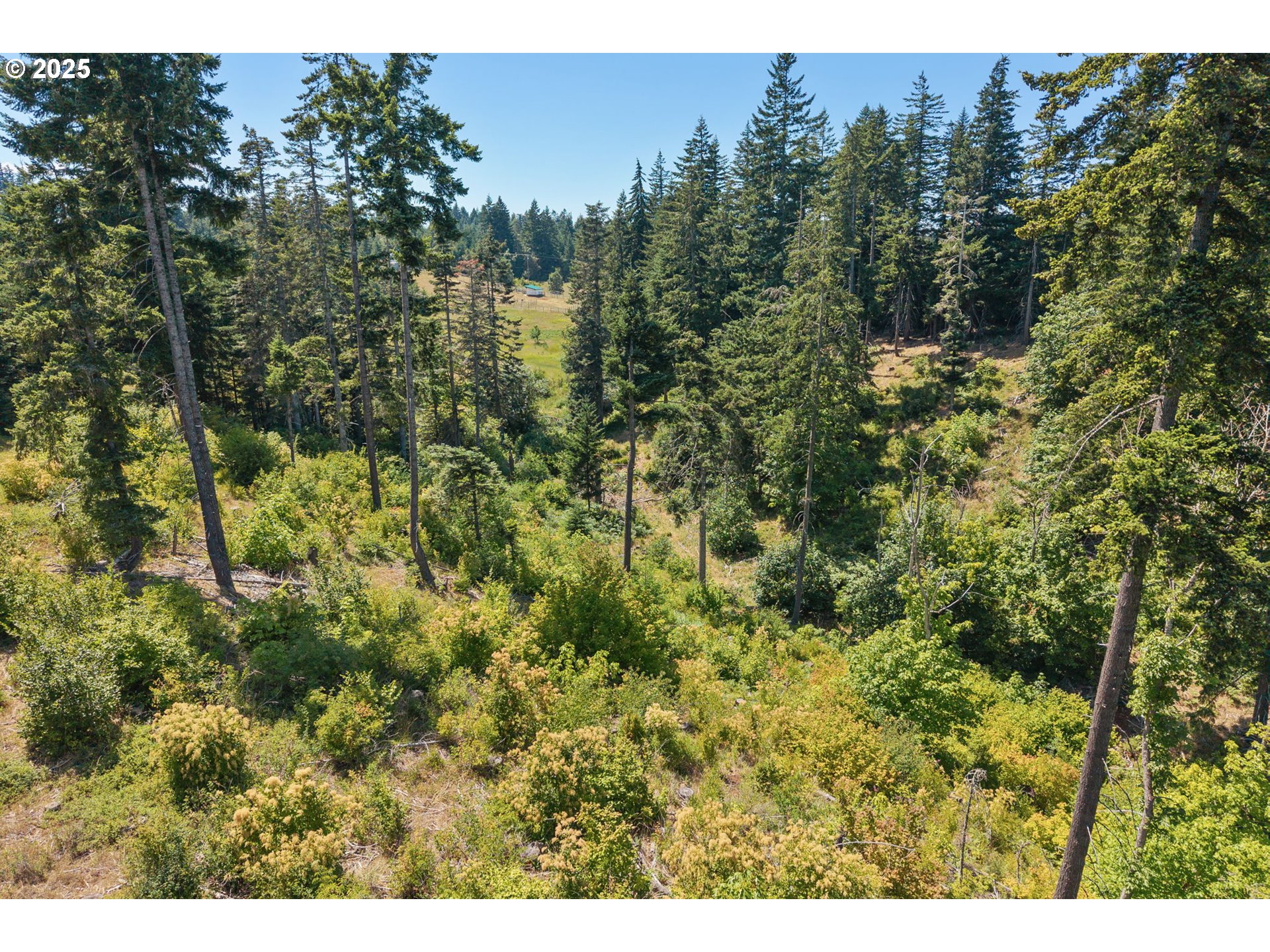 15 Brookside Road White Salmon, WA 98672 - Photo 23 of 27 a view of a forest with a tree
