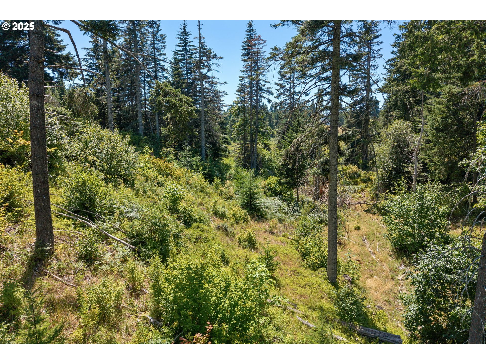15 Brookside Road White Salmon, WA 98672 - Photo 24 of 27 a view of a forest