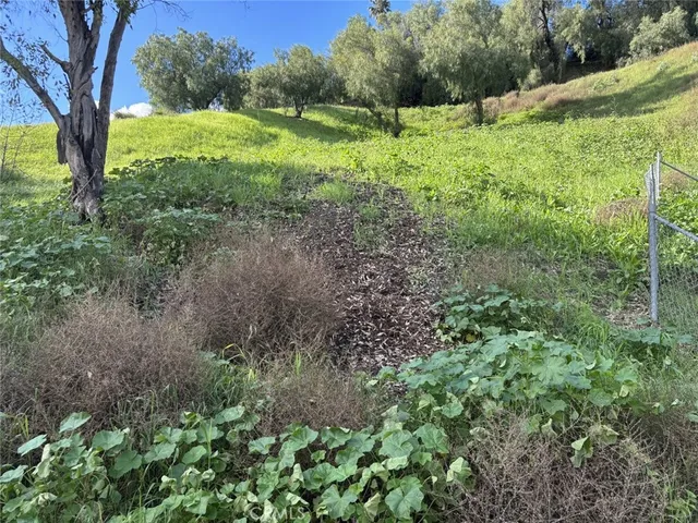 a view of a lush green forest