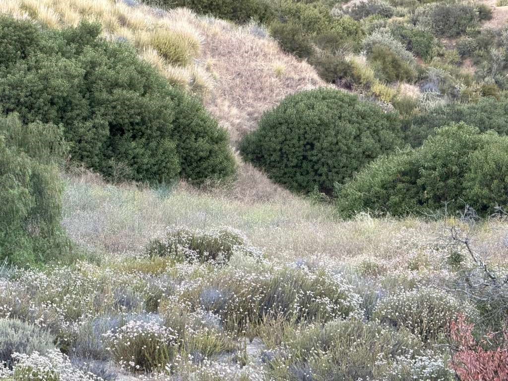 2 Coya Trail Chatsworth, CA 91311 - Photo 2 of 18 a view of a forest with trees in a background