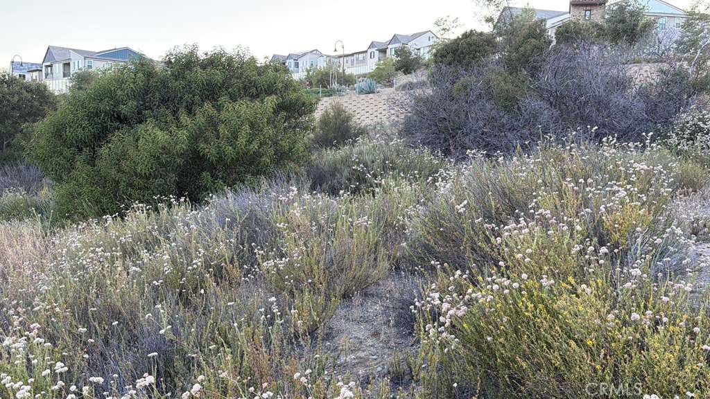 2 Coya Trail Chatsworth, CA 91311 - Photo 9 of 18 a view of a lush green forest with large trees