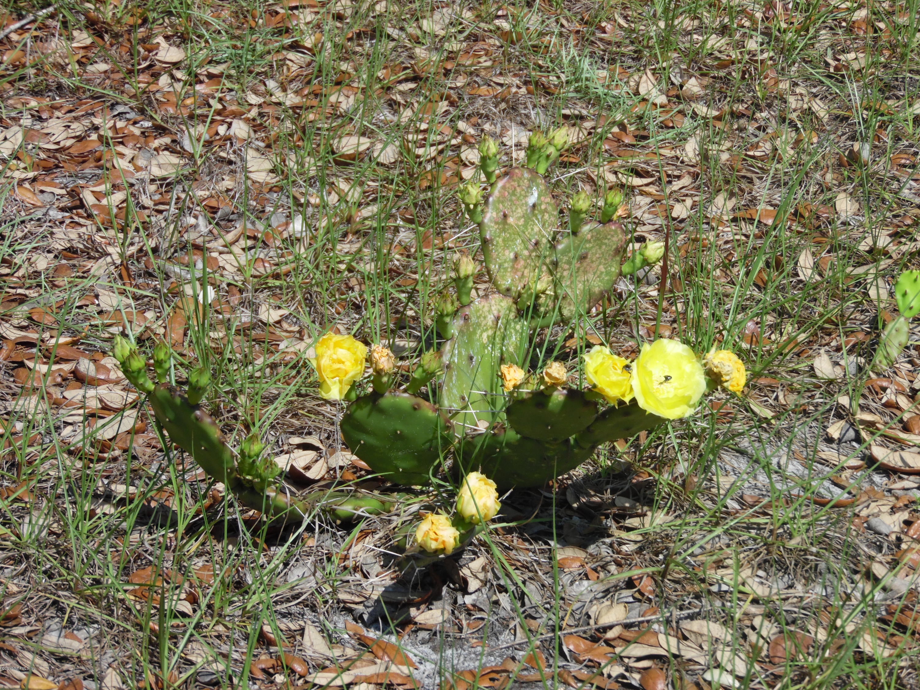 154 Ridge Lake Road Pomona Park, FL 32181 - Photo 4 of 12 Cactus
