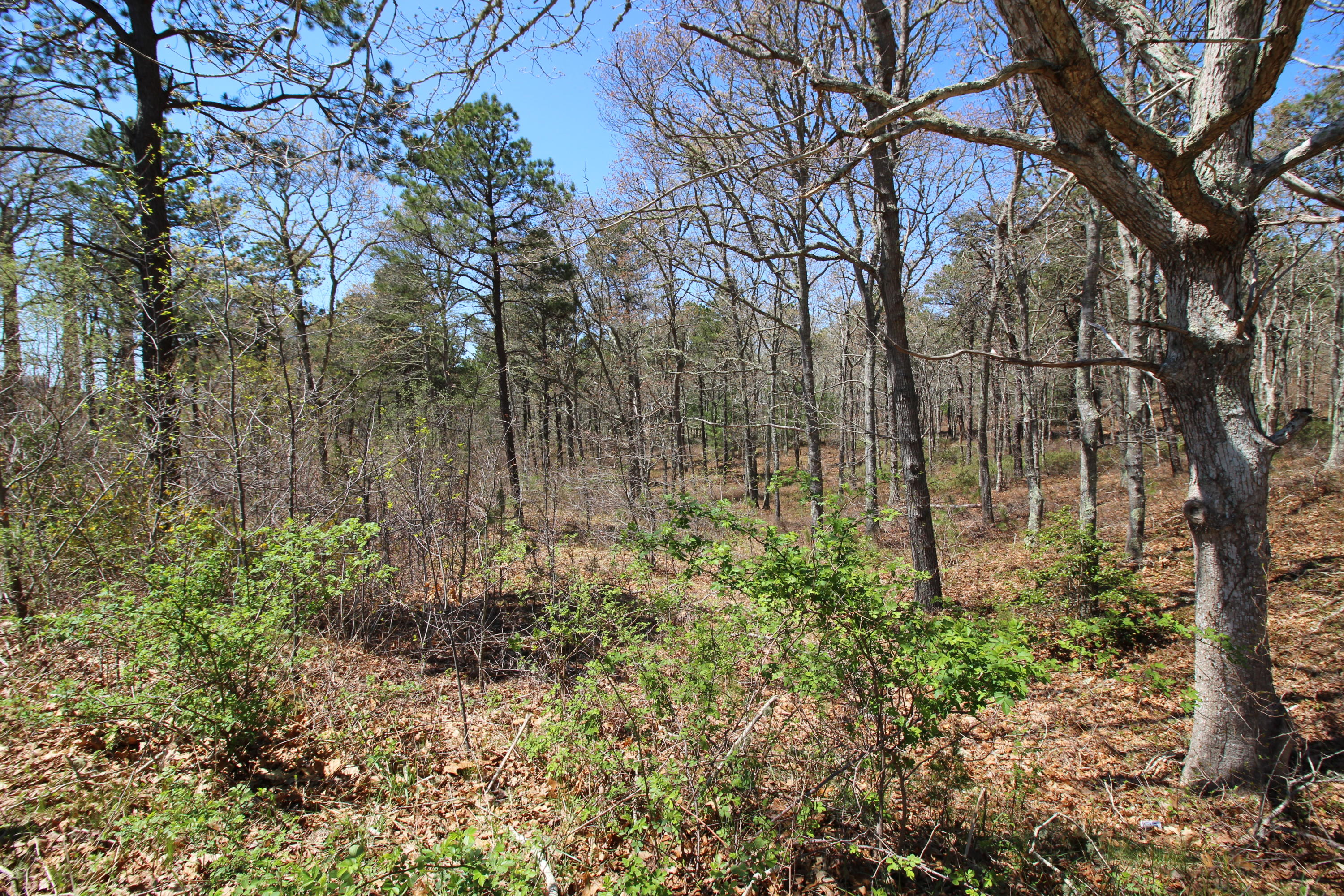 390 Cap'n Lijah's Road Centerville, MA 02632 - Photo 4 of 11 390 lijah 2