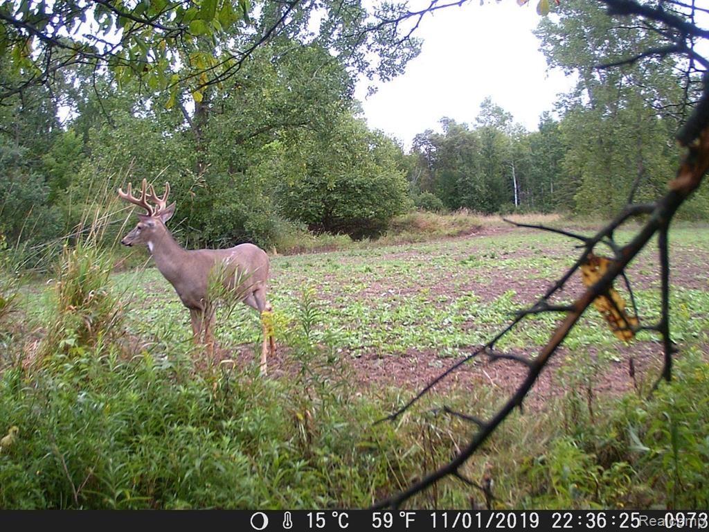 V/l Burns Line Road Croswell, MI 48422 - Photo 23 of 31