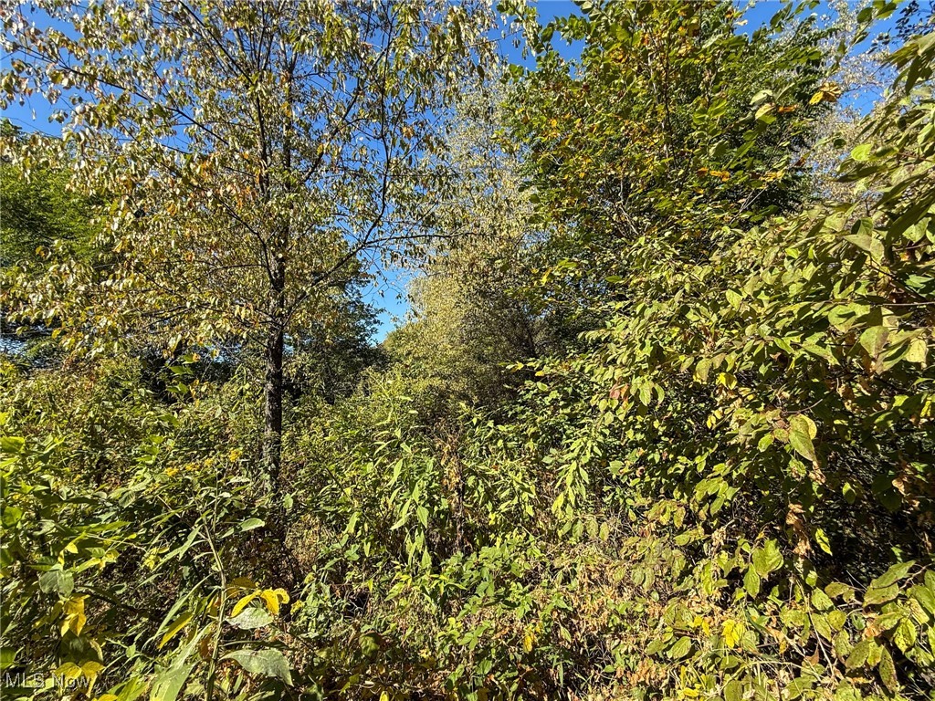 Country Road Jewett, OH 43986 - Photo 11 of 16 View of tree filled area