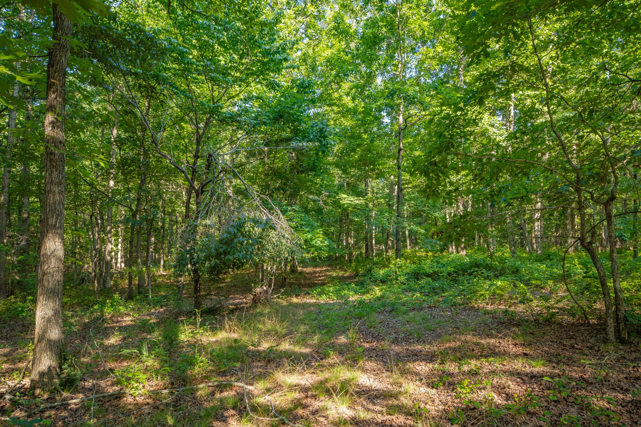 0 Pinewood Road Nunnelly, TN 37137 - Photo 40 of 64 Gallery Image 40