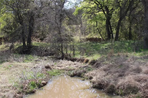 a view of a forest with trees in the background