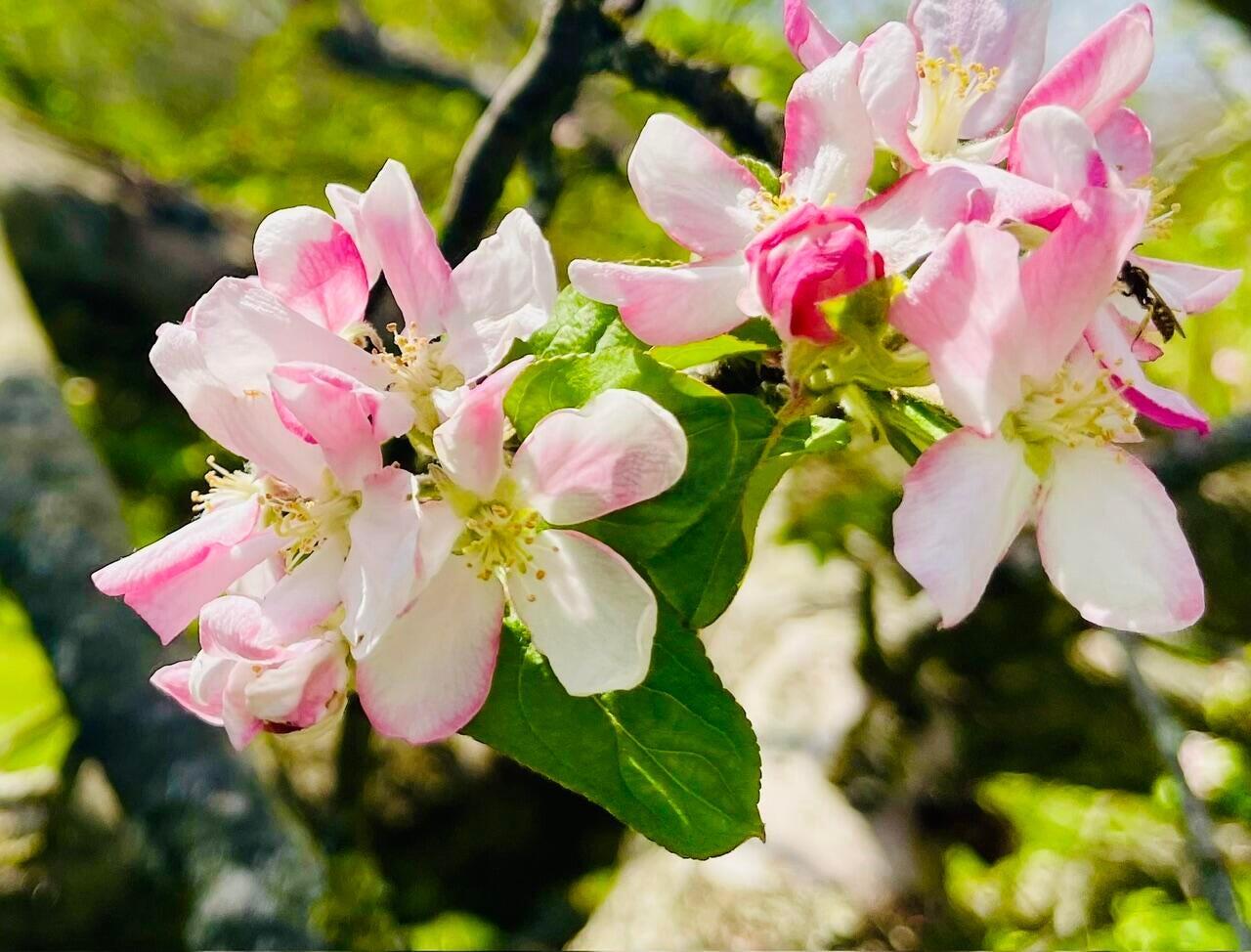 8050 Zimmerman Road St. Paris, OH 43072 - Photo 37 of 44 Apple blossoms