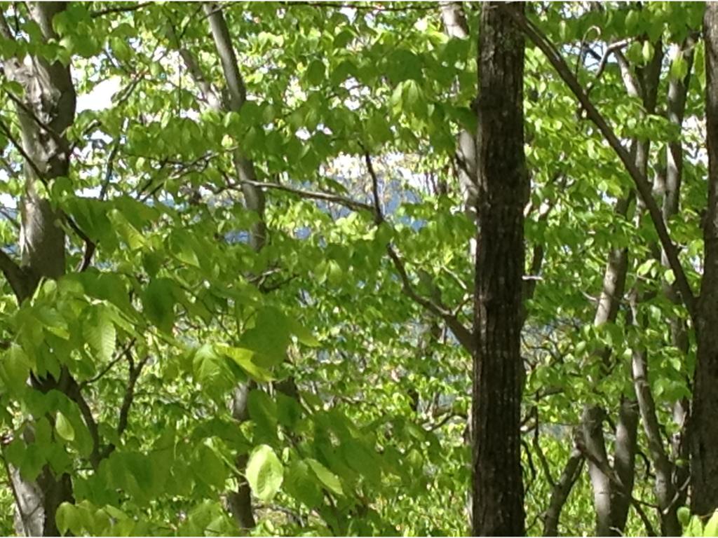 4 Forclaz Road Madison, NH 03849 - Photo 2 of 40