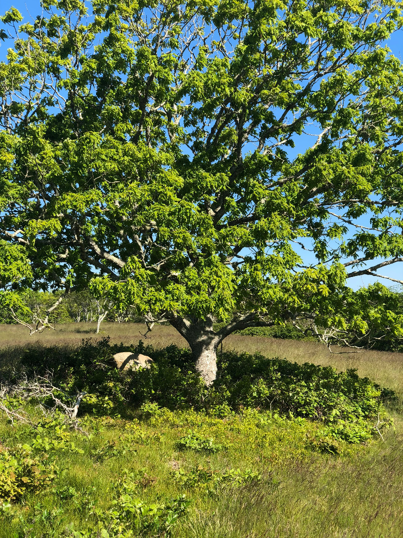 39 Almanack Pond Road Nantucket, MA 02554 - Photo 7 of 7 Gallery Image 7