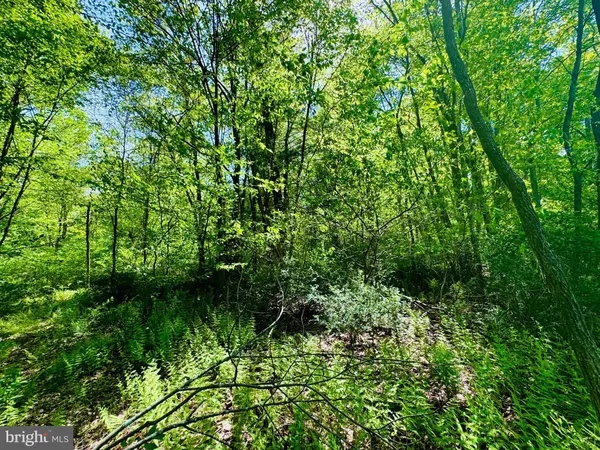 a view of a garden