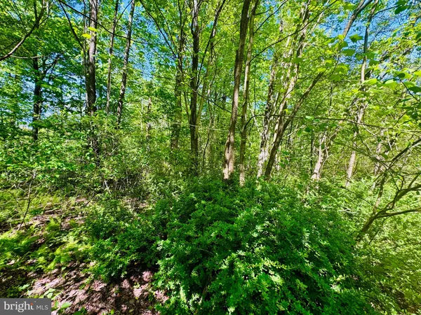 a view of a lush green forest