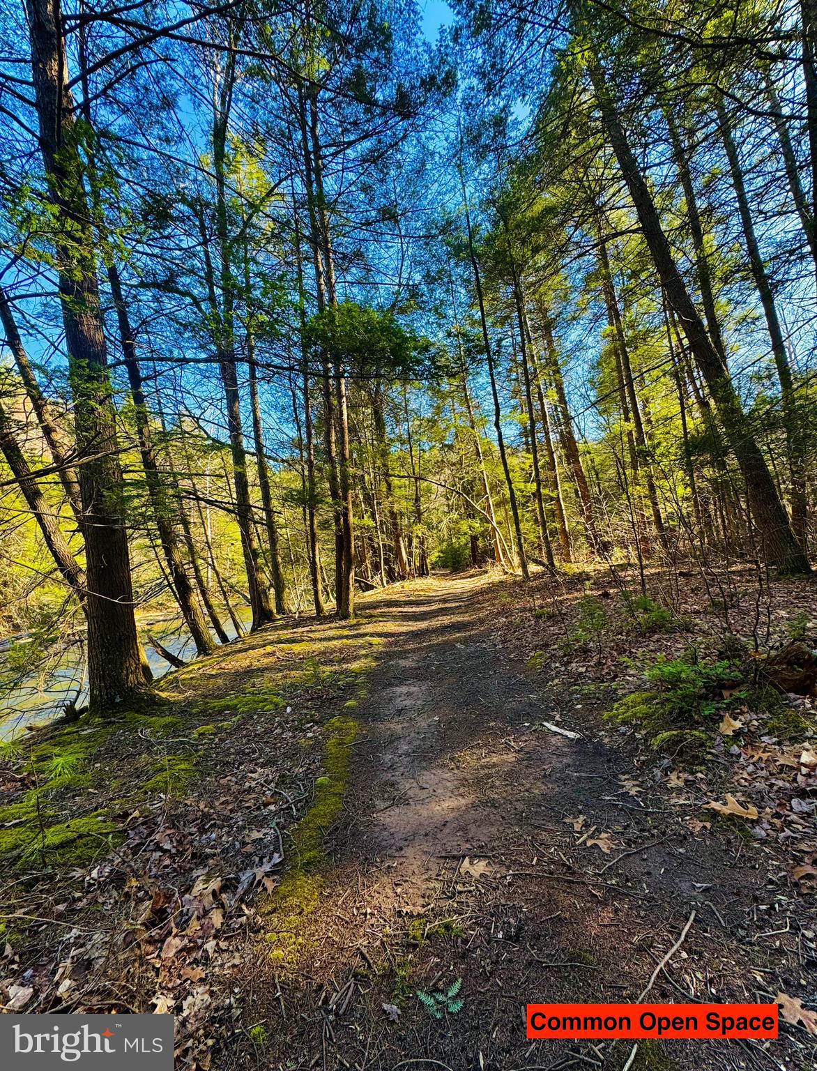 43 Paradise Point James Creek, PA 16657 - Photo 8 of 8 a view of backyard with tree