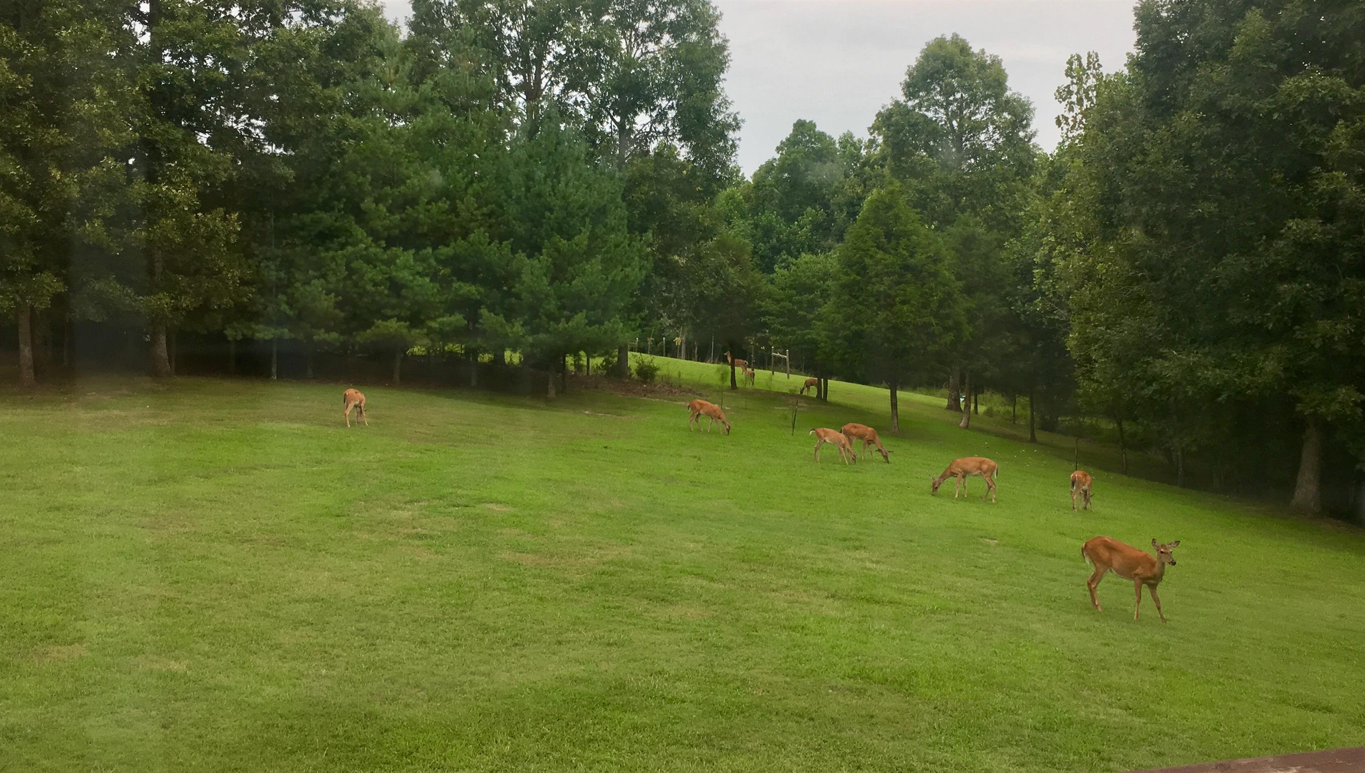 373 Overhead Bridge Road Hampshire, TN 38461 - Photo 28 of 30 Gallery Image 28