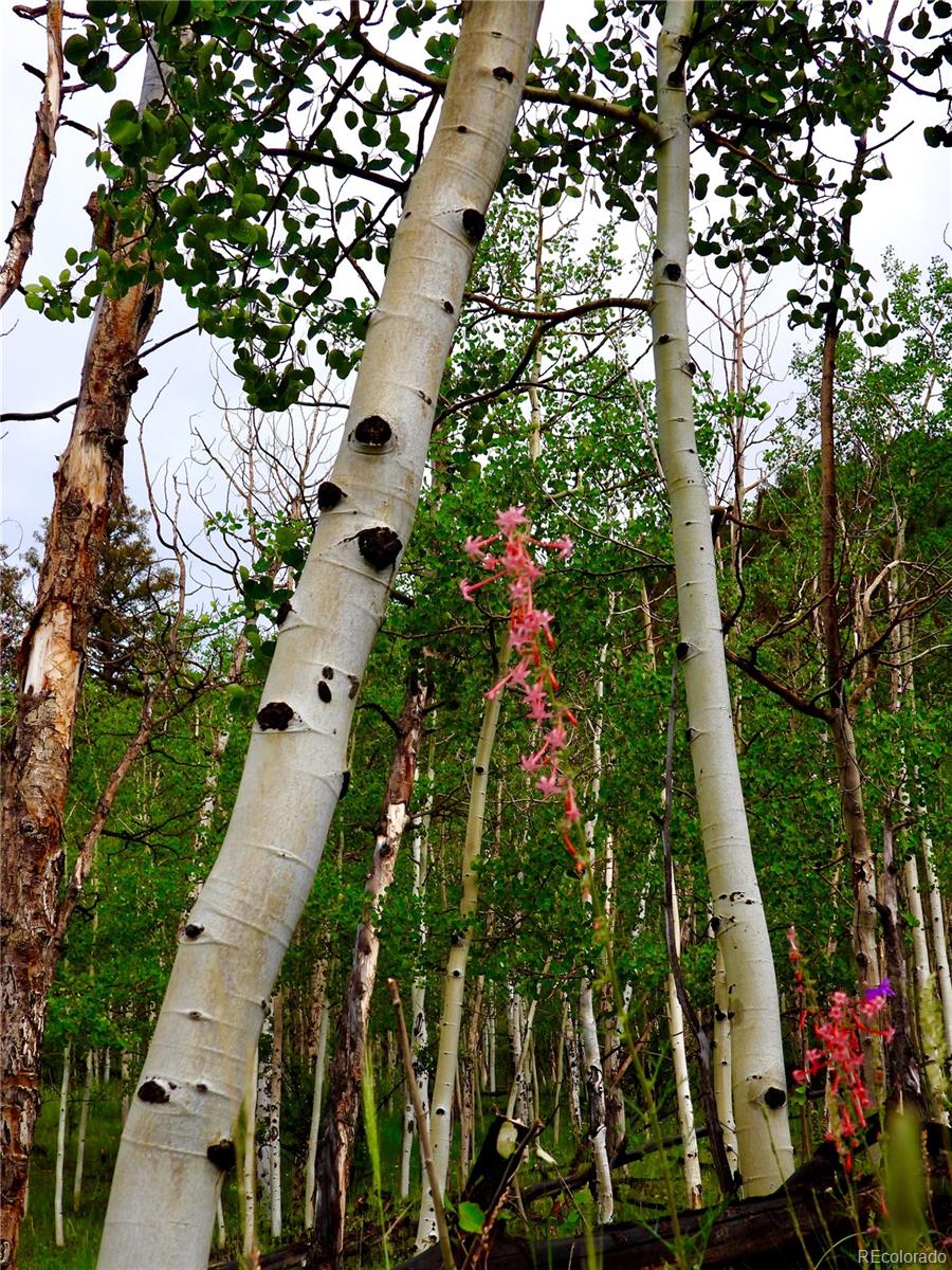 Puma Hills Road Lake George, CO 80827 - Photo 4 of 13 Gallery Image 4