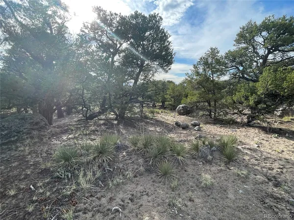 a view of a forest with trees