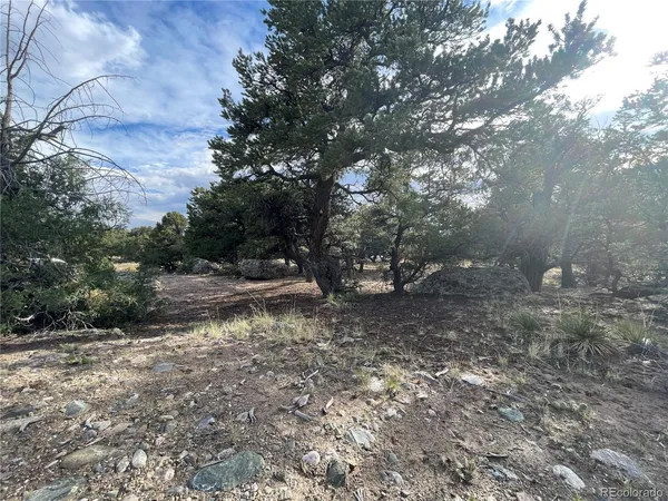 a view of a forest filled with trees