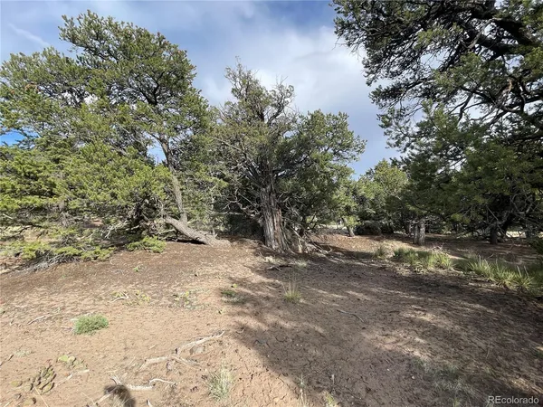 a view of a dirt road with trees in the background