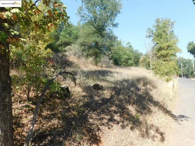 a view of a forest with a tree