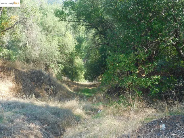 a view of a forest with trees in the background