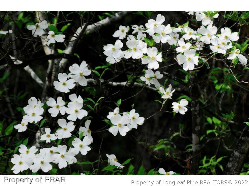 2886 Wade-Stedman Road Stedman, NC 28391 - Photo 26 of 26 a view of flowers