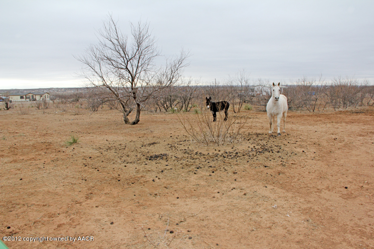 8401 Arlie Road Amarillo, TX 79108 - Photo 26 of 27 Horse Property2