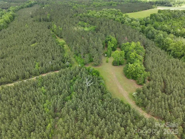 a view of a forest with a street