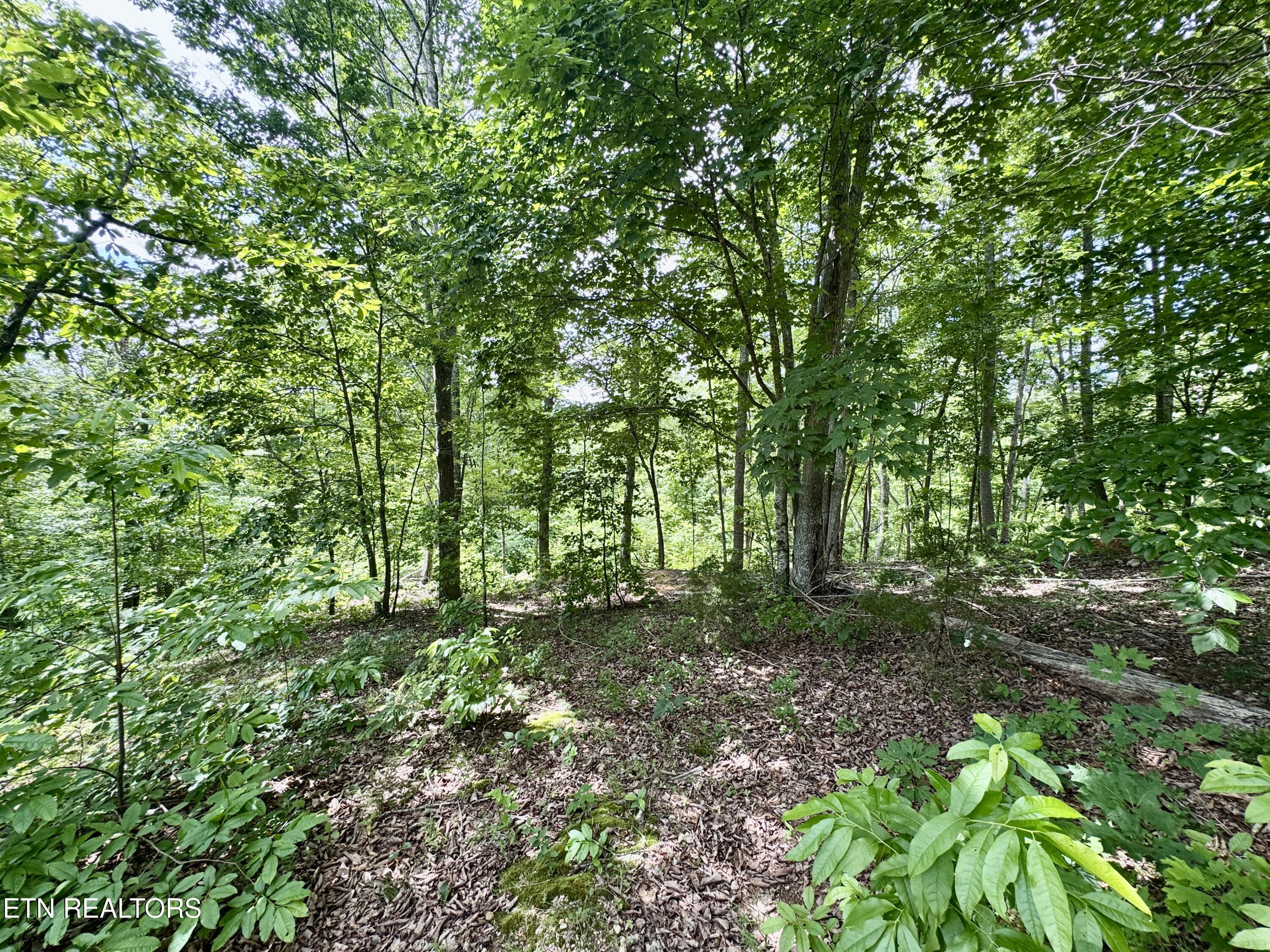 378 Johnson Hollow Road New Tazewell, TN 37825 - Photo 32 of 35 1-32