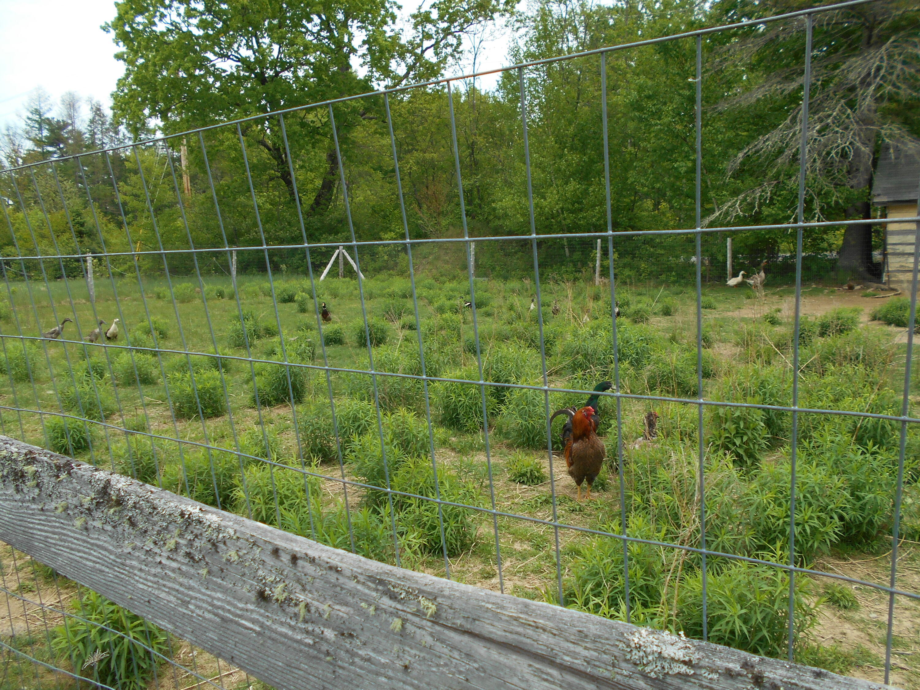 840 North Chester Road Lincoln, ME 04457 - Photo 22 of 68 DSCN7773