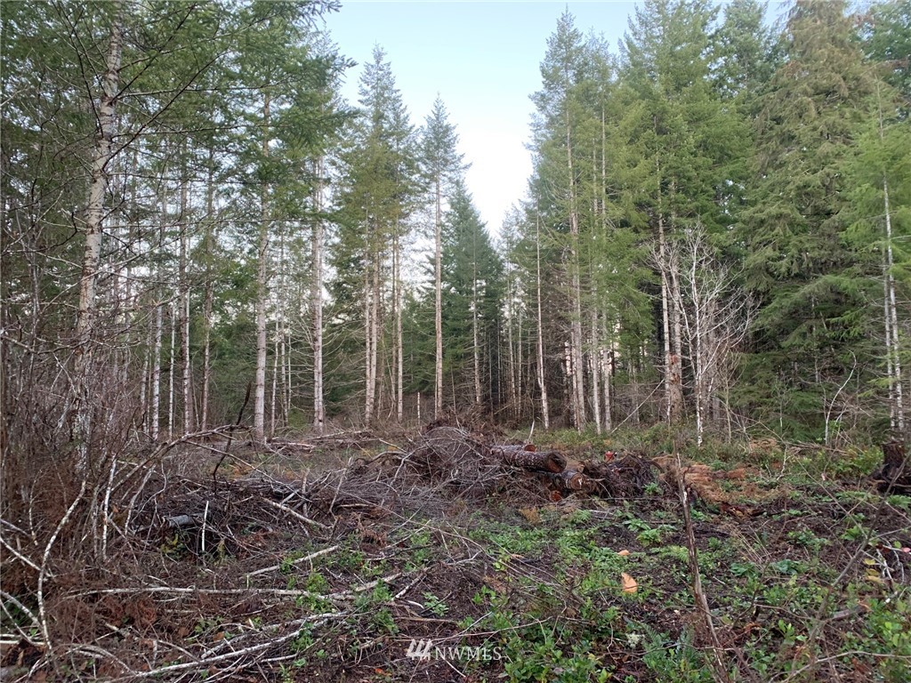0 West Ford Loop Road Elma, WA 98541 - Photo 4 of 13 Gallery Image 4