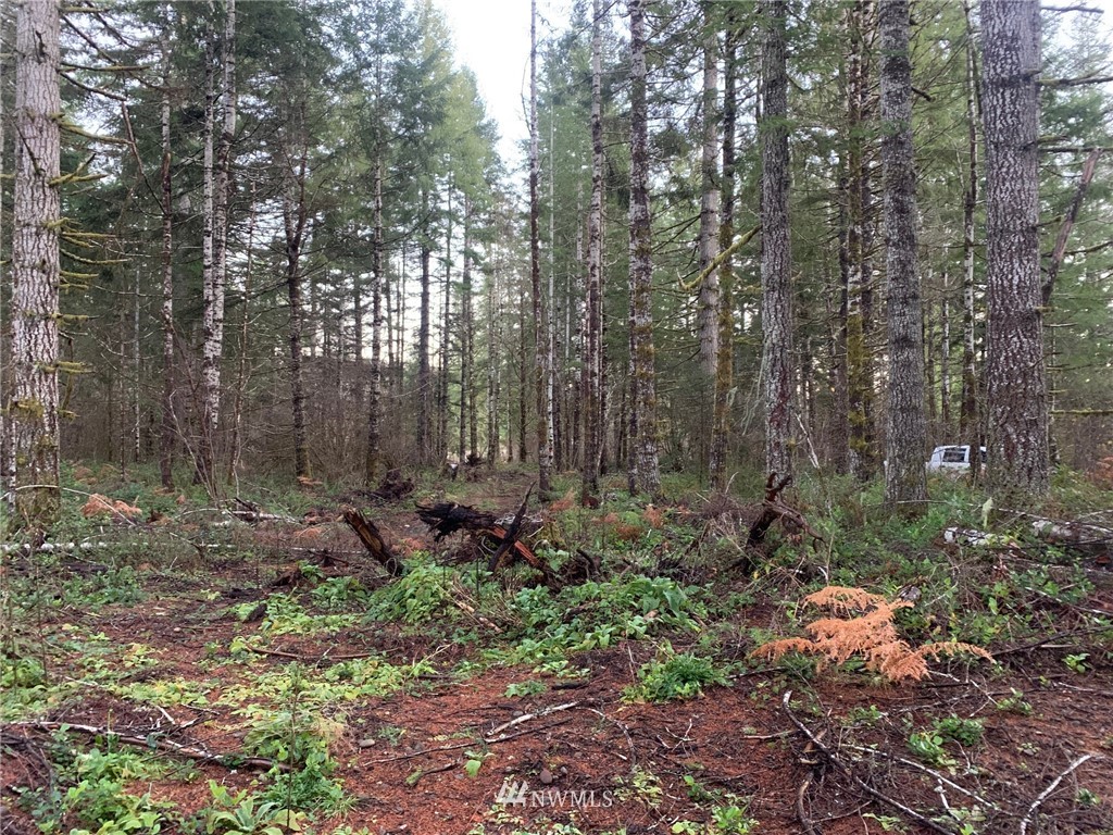 0 West Ford Loop Road Elma, WA 98541 - Photo 6 of 13 Gallery Image 6