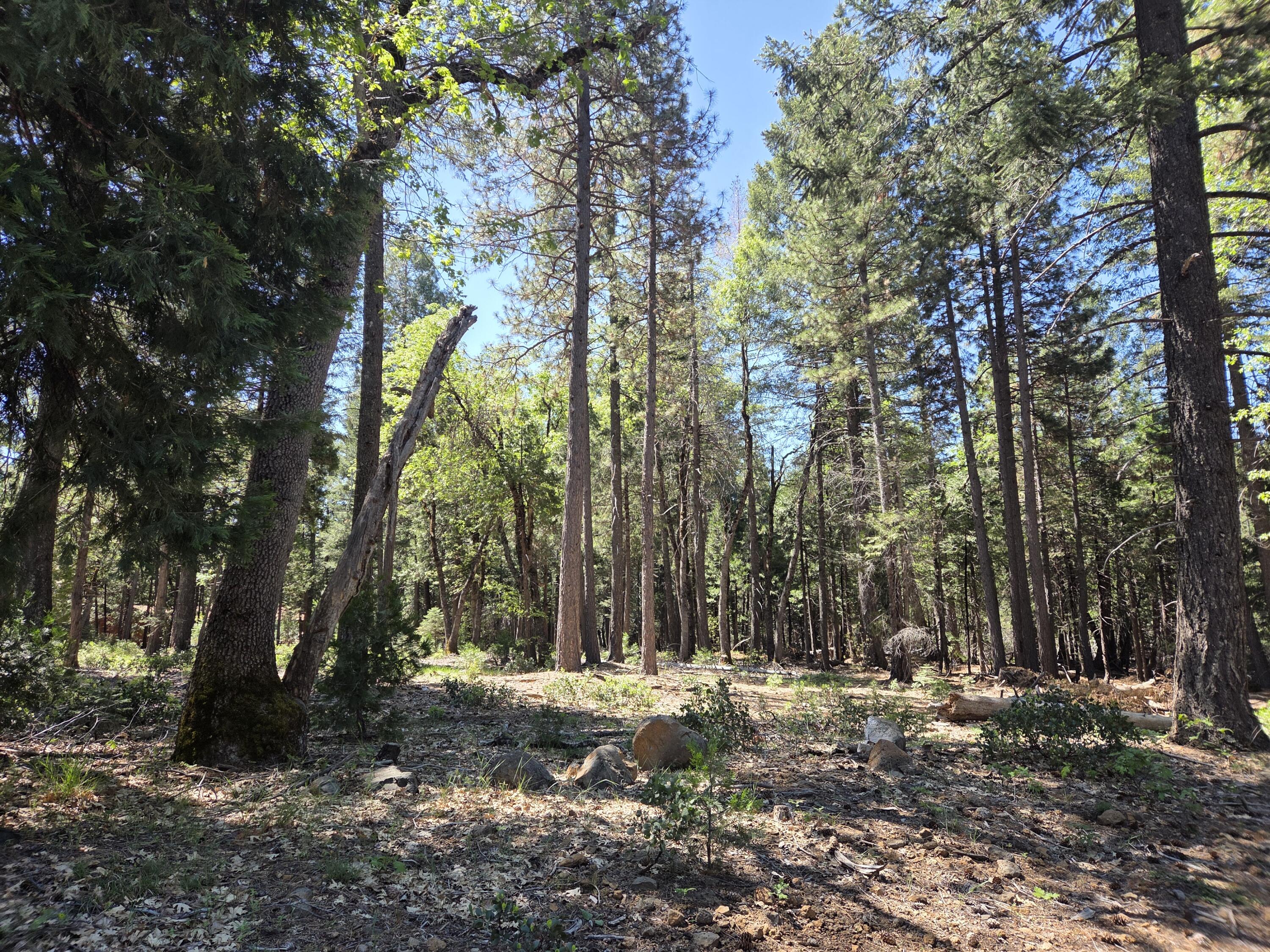 Lot 4 Ritts Mill Road Shingletown, CA 96088 - Photo 3 of 8 a backyard of a house with trees