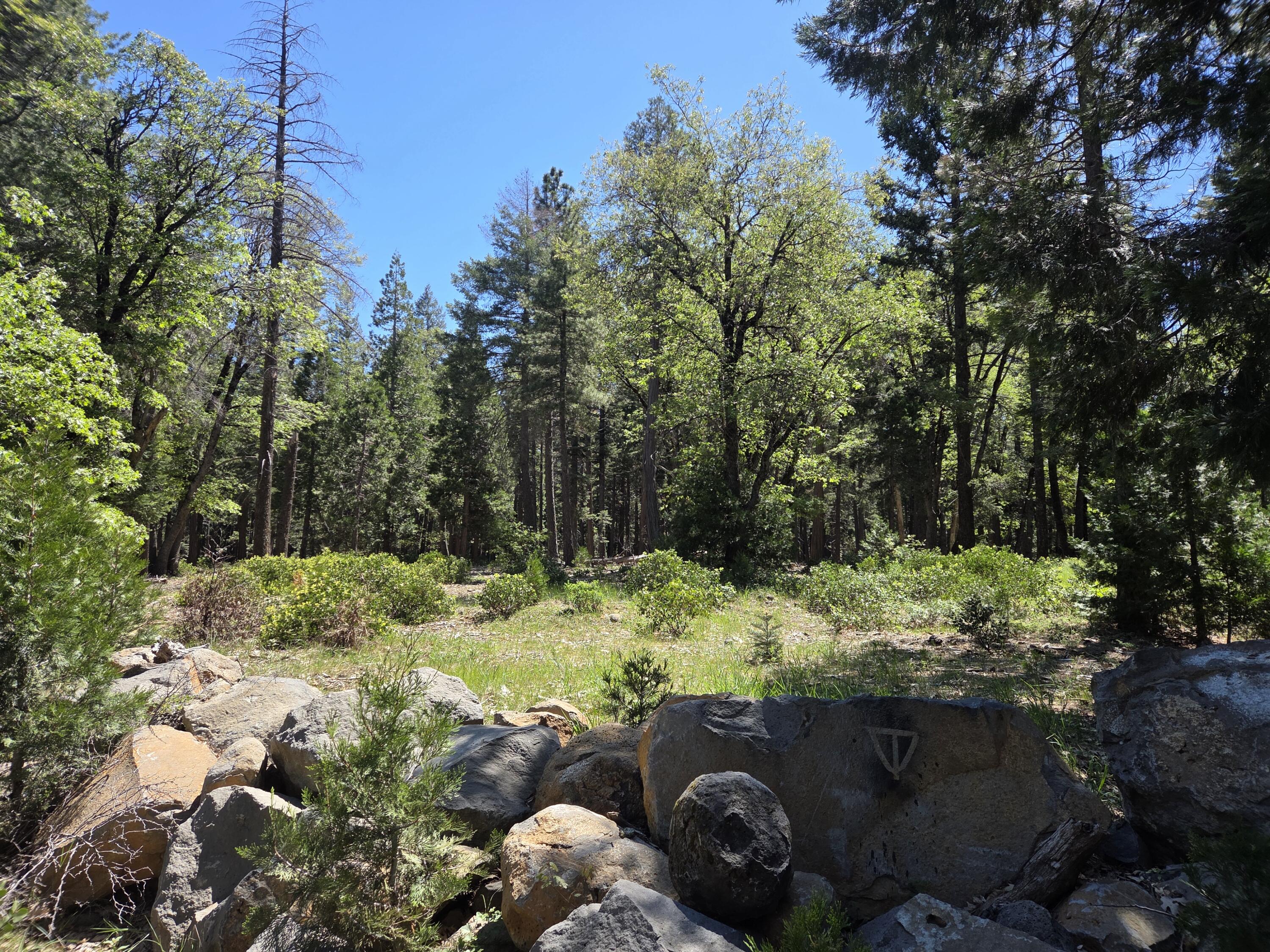 Lot 4 Ritts Mill Road Shingletown, CA 96088 - Photo 4 of 8 a yard with lots of trees and flowers