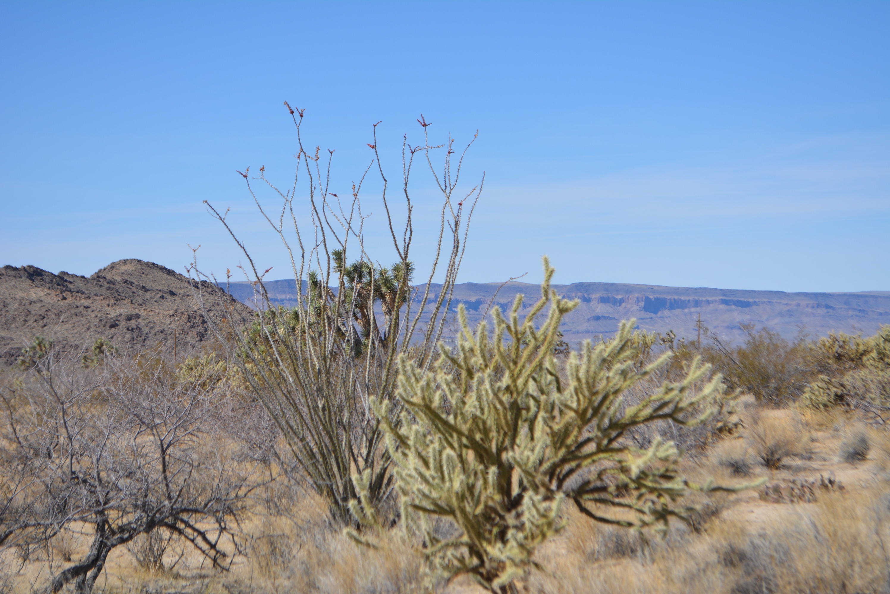 11591 Sherry Road Yucca, AZ 86438 - Photo 23 of 39 DSC_0782