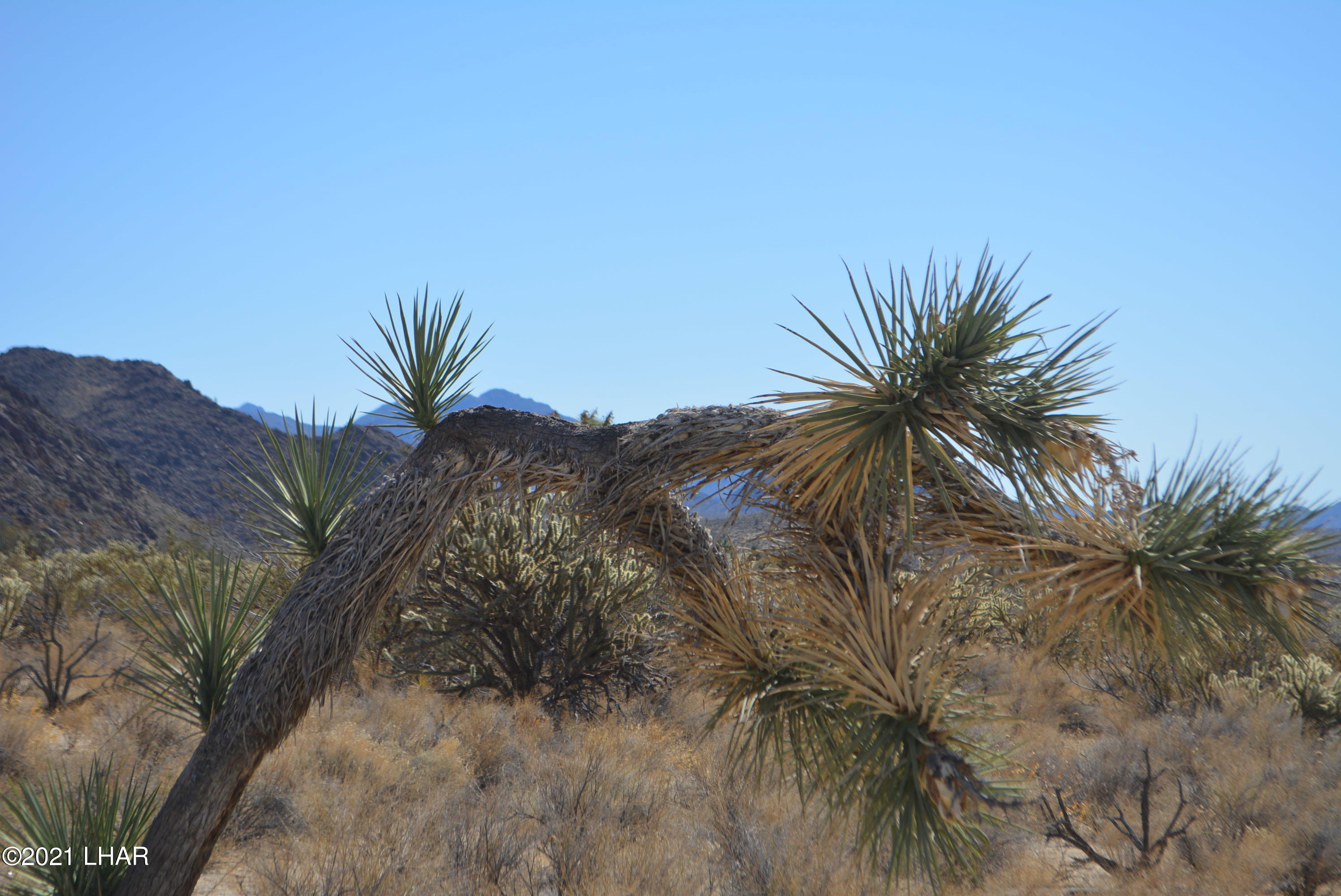 11591 Sherry Road Yucca, AZ 86438 - Photo 9 of 39 DSC_0804