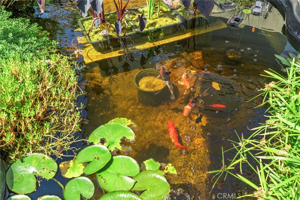 609 Cardinal Lane Redlands, CA 92374 - Photo 35 of 41 Koi Pond