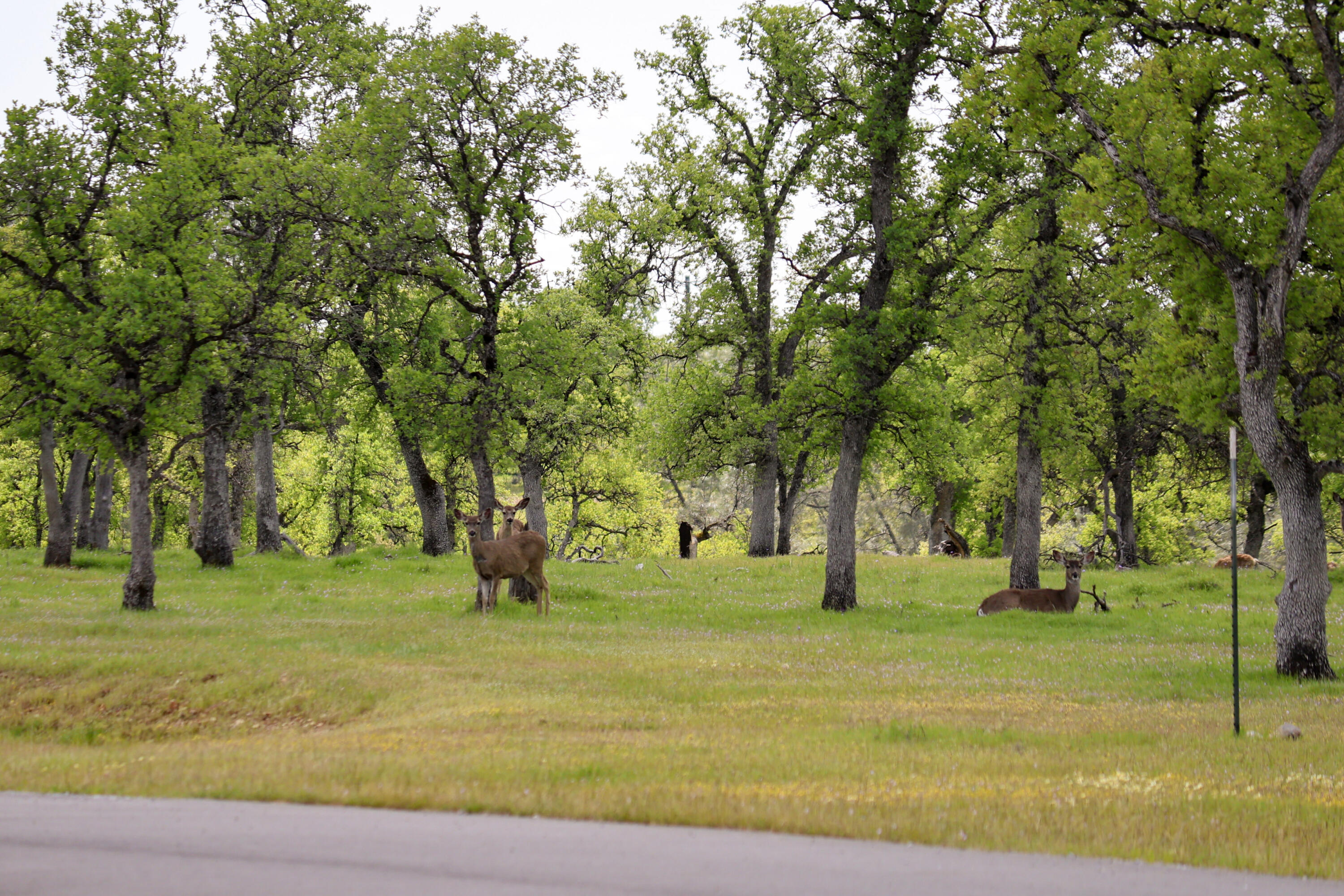 17 Bass Pond Road Palo Cedro, CA 96073 - Photo 21 of 22 Silverbridge Highlands